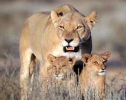 It has a different ecosystem that ranges from humi It has a different ecosystem that ranges from humid Guinea savanna to the dry Sudanian zone due to which different types of animal and plant species a